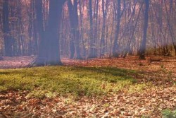 Homöopathie Wald mystisch