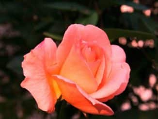 duftende Rose