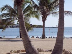 Politik braucht geistige Veränderung Palmen Strand Meer