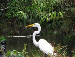 Goldene Regel längst vergessen Florida und seine Vögel