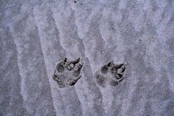 Trauer wenn mein Hund mich verlässt Hundepfoten