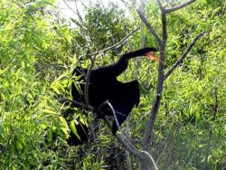 Böse Geister 2 Voegel Florida