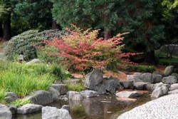 Tee und seine Zubereritung