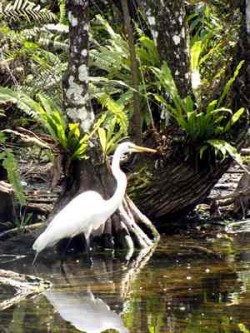 Böse Geister 5 Voegel Florida