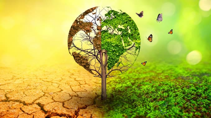 erde baum gruen trocken