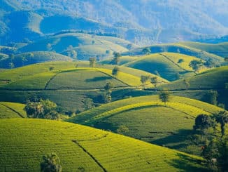 Tee und seine Zubereitung