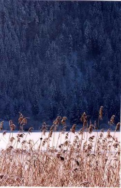 Ich brauche Dich Winter