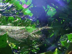 Kraft der Göttlichen Energie gewebtes Netz