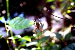 Menschliches Leid Spinne im Sonnenlicht