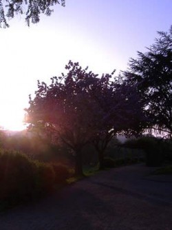 weg bäume abendliche atmosphäre c heike schonert