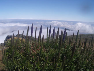Reisebericht über Madeira