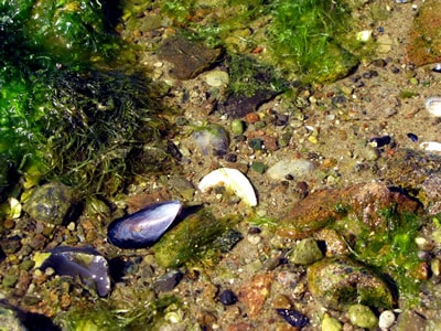 Algen und Muscheln