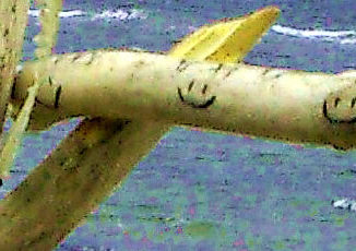 Lachen auf einem Zweig