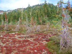 Mount_Shasta_2014_Foto3
