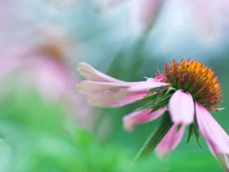Echinacea bluete