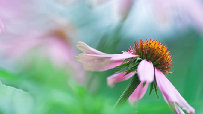 Echinacea bluete