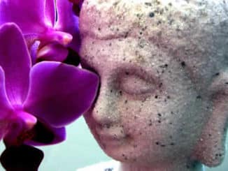 Buddha vor Orchidee