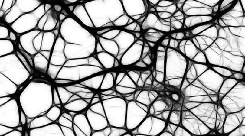 810-450-Neuronen-neurons