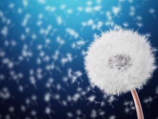 Pusteblume vor blauem Hintergrund