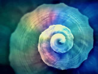 fossile Schnecke - Gehaeuse