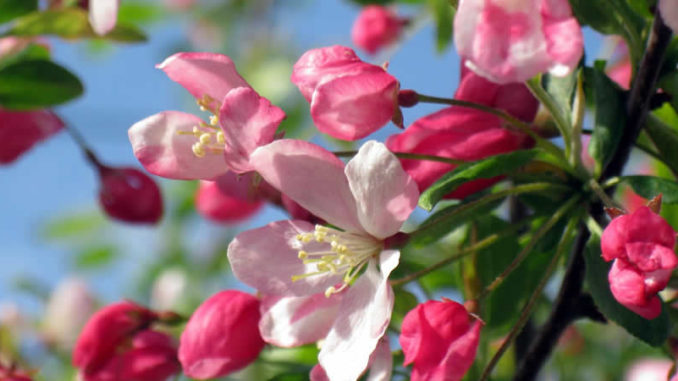 Holzapfel crab apple