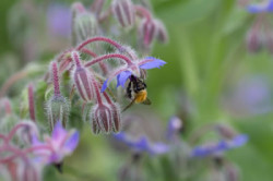 Der Garten als Spiegel der Persönlichkeit Storl Biene