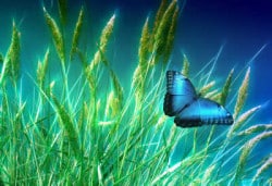 Maria Channeling-Blauer Schmetterling im Grad