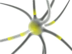 Cannabis Neuron Rezeptor