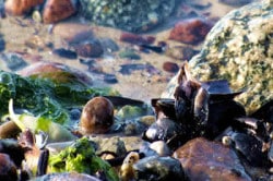 Wasser reagiert auf Gedankenkraft Steine Wasser Muscheln Poel