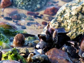 Steine-Wasser-Muscheln-Poel