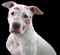 Hund und menschliche Gesundheit Hund Lippenstift love