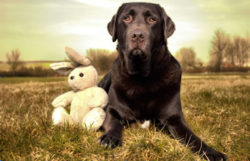 Dogs Labrador Hase Hund