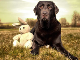 Labrador-Hase-Hund