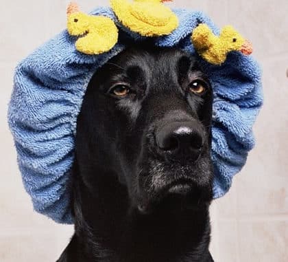 Hund-scharz-Badekappe-black-lab