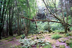 1-Reisebericht Irland Barbara Bessen