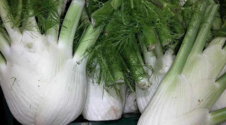 Fenchel-fennel