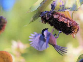 Vogel-sonnenblume-herbst-bird