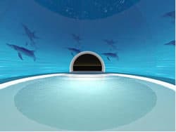 delphin-dom-dolphin-healing