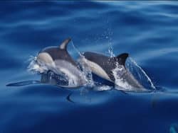 Seminar-dolphin-healing-Guenter-Hauer