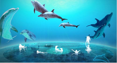 delphin-dom-dolphin-healing