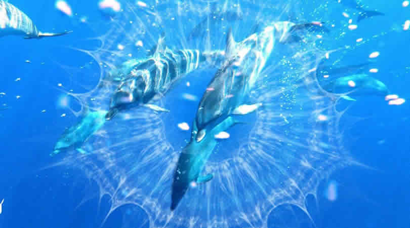 dolphin-healing-Guenter-Hauer