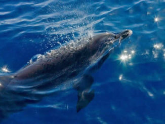 sonja-hagen-delphin-dom-dolphin-healing