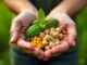 Ayurveda Ernährung Gewürze und Kräuter