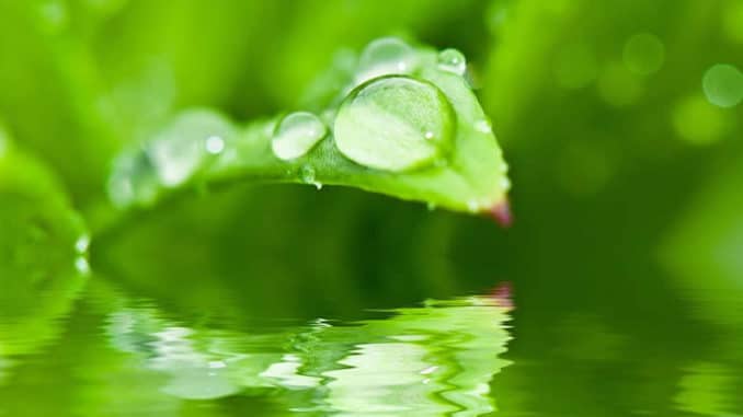 tropfen-wasser-blatt-gruen-drip