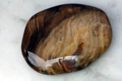 Der Februar editha wuest versteinertes Holz