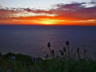 sonnenuntergang-meer-disteln-sunset