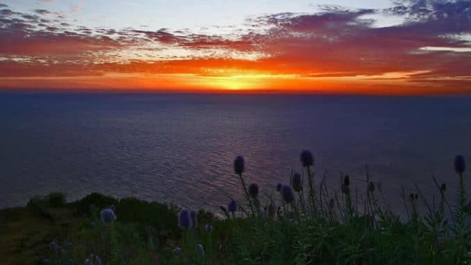 sonnenuntergang-meer-disteln-sunset