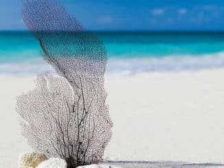 strand-sand-blatt-beach