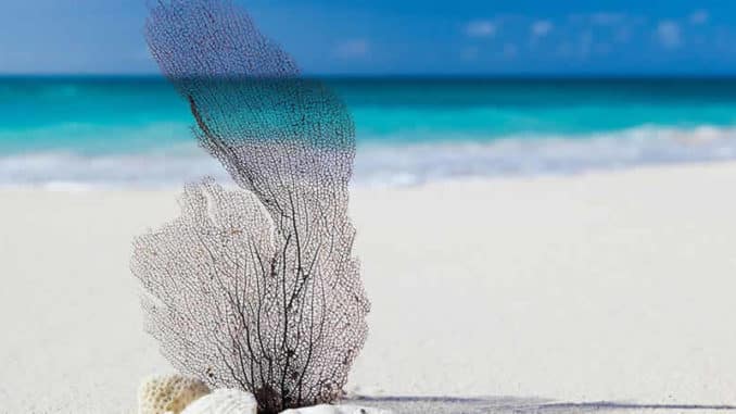 strand-sand-blatt-beach