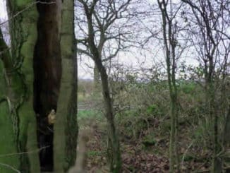 Franz-Carl-edgewoods